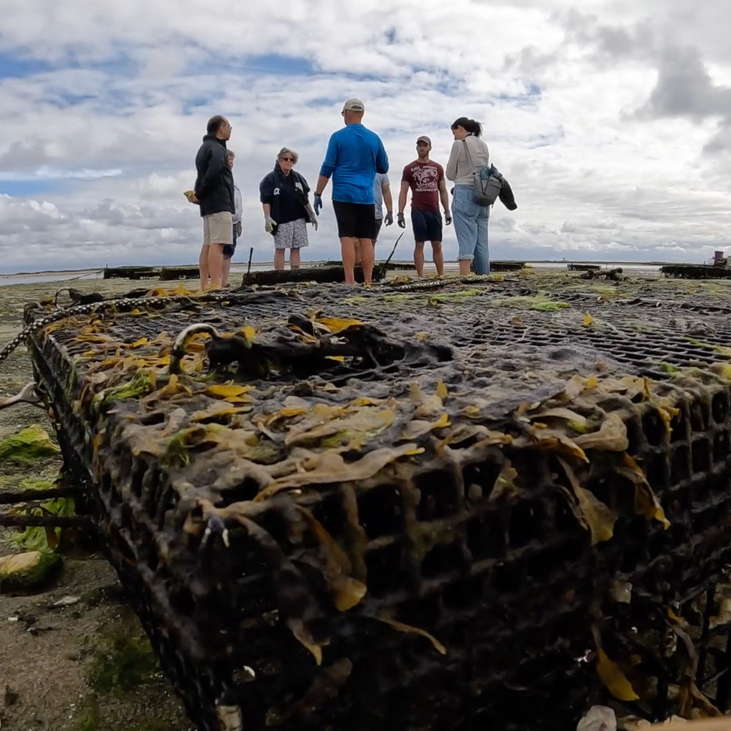 Wet and Fun Oyster Tour - 31 Aug 2025