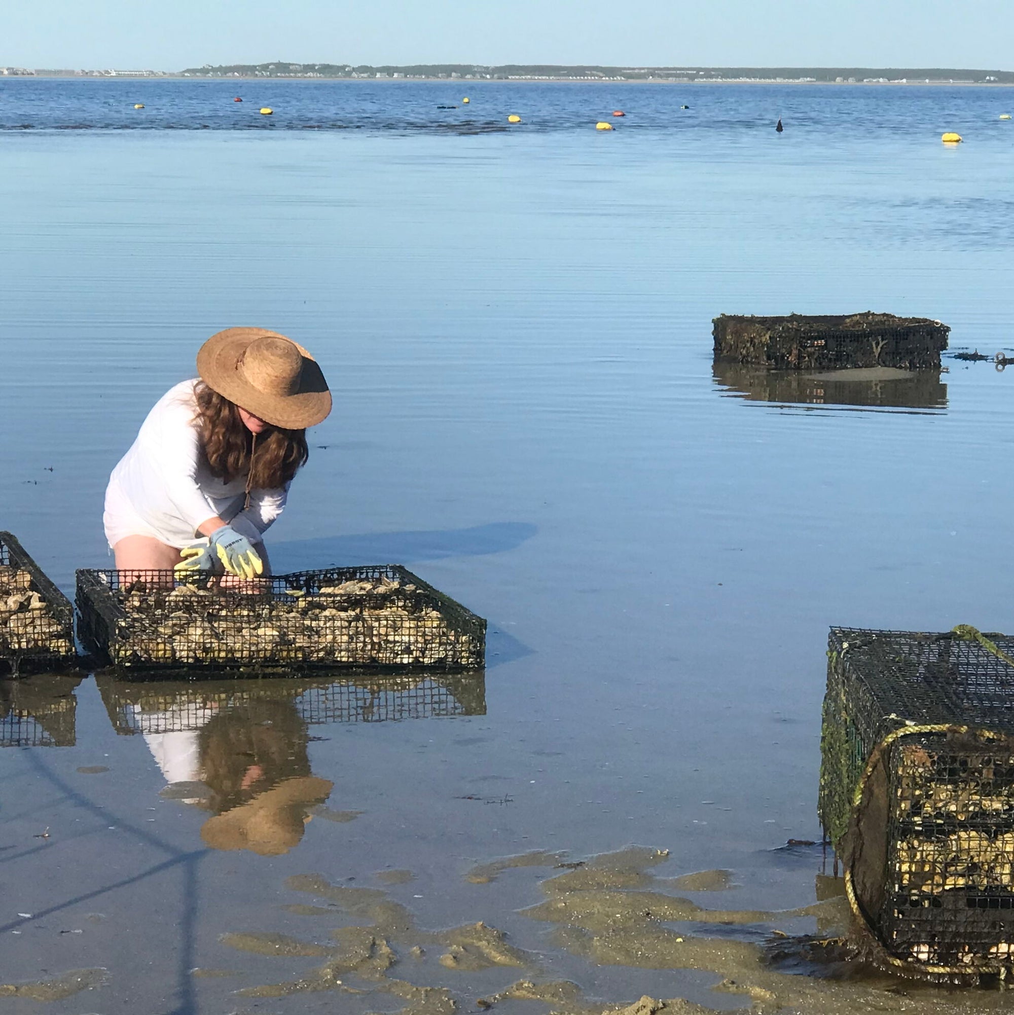 Oyster Tour - 2 Jun 2026