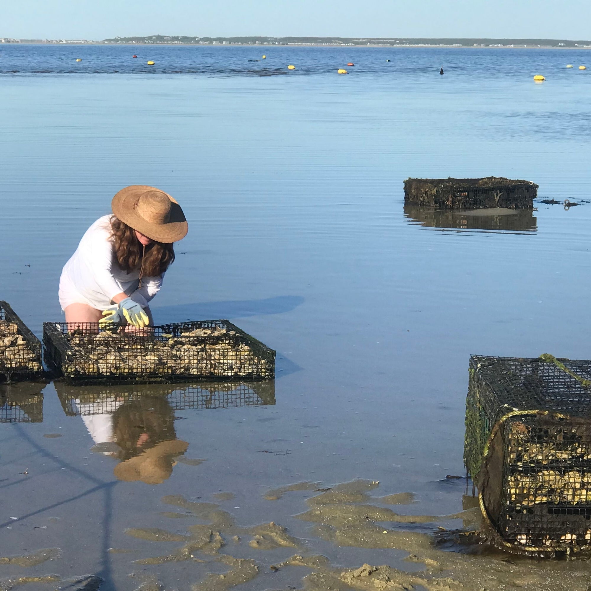 Oyster Tour - 3 Jun 2026