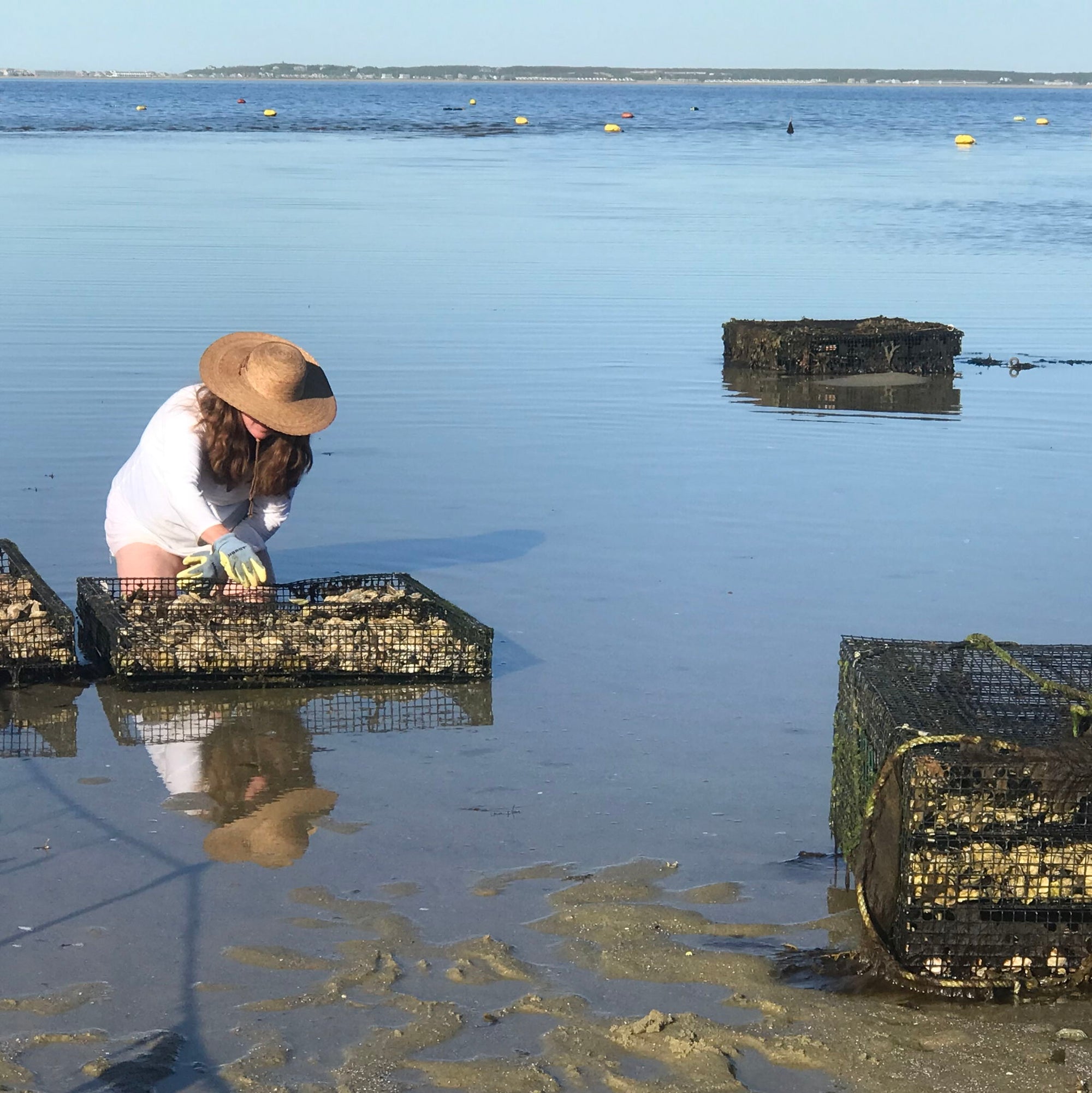 Oyster Tour - 4 Jun 2026