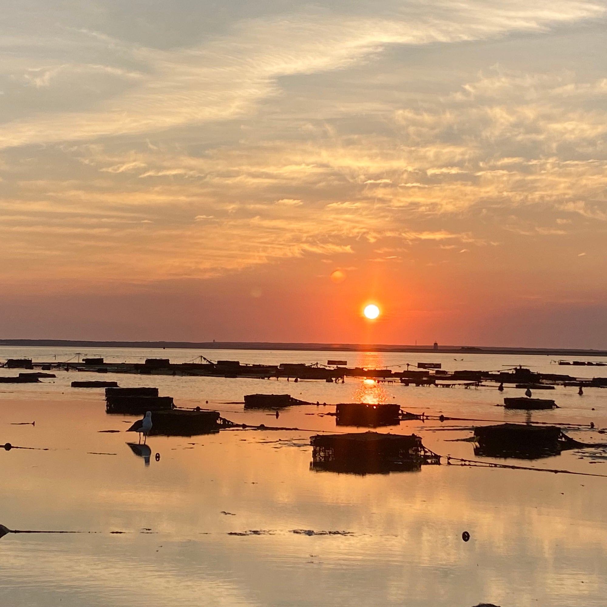 Sunrise SeaFarm and oyster tour - 29 Aug 2026