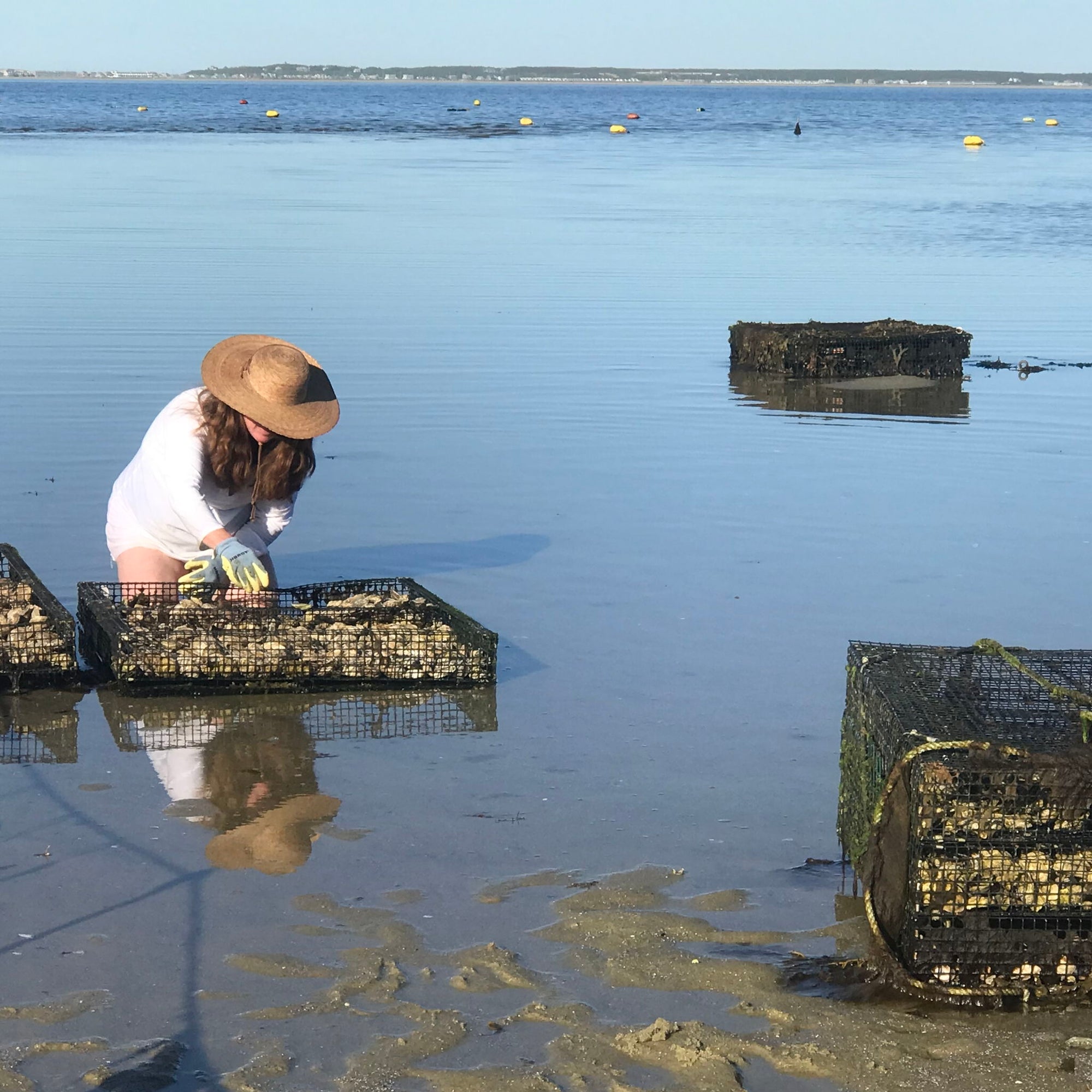 Oyster Tour - 8 Jun 2026