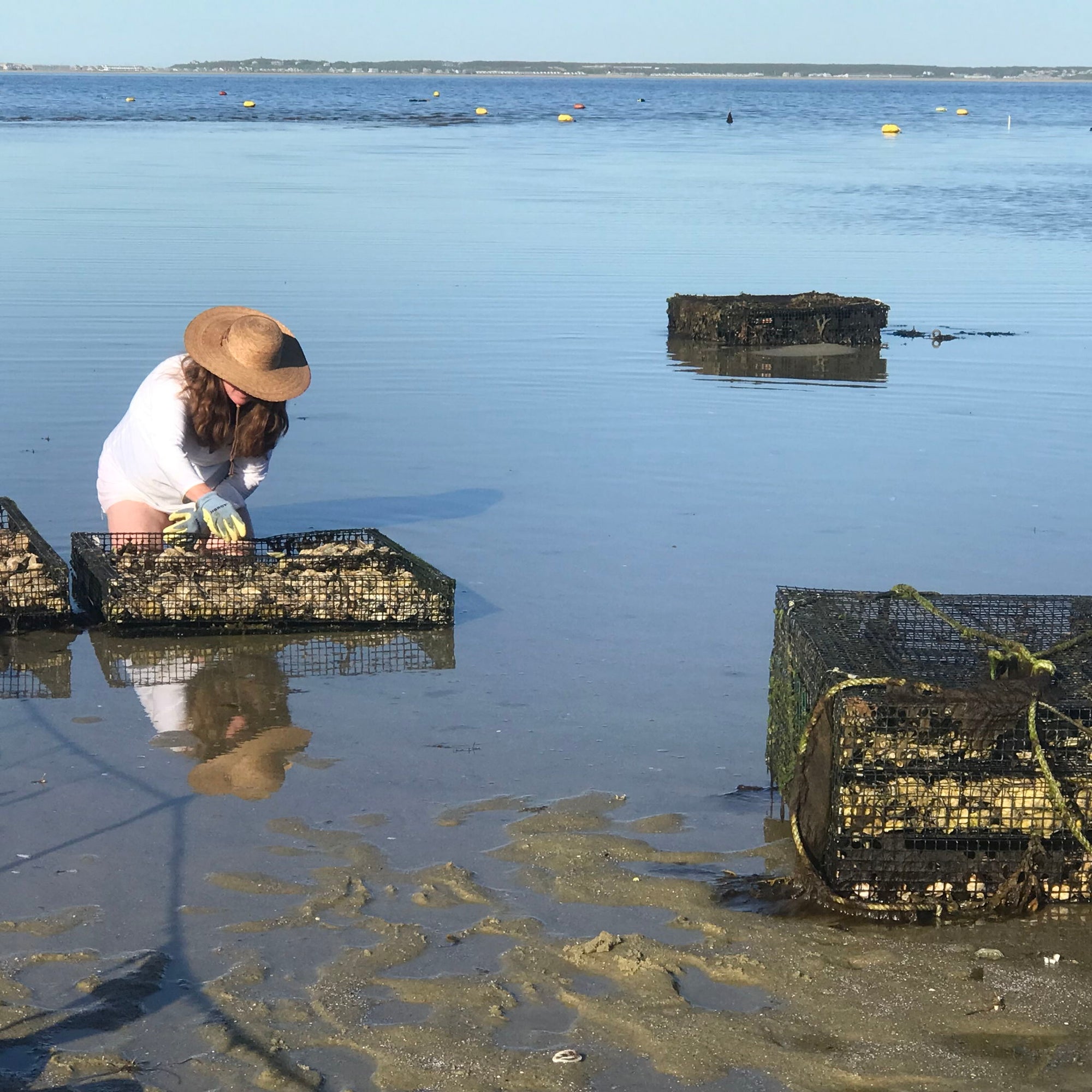 SeaFarm and oyster tour - 7 Sep 2026