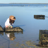 Oyster Tour - 15 Jun 2026